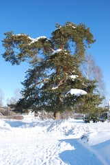 Дерево - рождественский колокольчик