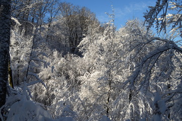 Trees covered with hoarfrost and snow in mountains