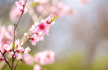 Fototapeta na wymiar Pink blossoming cherry tree with bokeh lights. Pink flowers for spring background