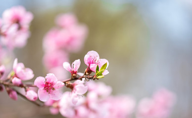 Pink blossoming cherry tree with bokeh lights. Pink flowers for spring background