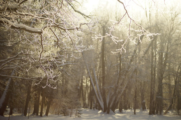 Silhouette of shiny brown tree branch covered with ice and snow. Background of sunny blur snowy forest