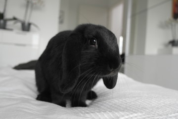 Bunny Hopsi