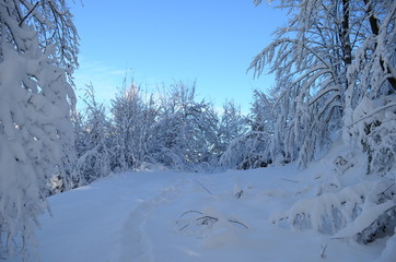 Trees covered with hoarfrost and snow in mountains