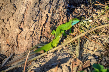 European green and blue lizard Lacerta couple viridis couple during the breeding season