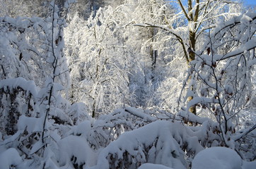 Trees covered with hoarfrost and snow in mountains
