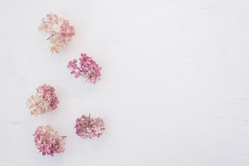 Dry floral branch on white background. Flat lay, top view minimal neutral flower background.