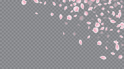 Spring Flowers Blooming. Realistic Flying Petals For Banner Design. Modern Invitation For Web Design. Magenta on Transparent.
