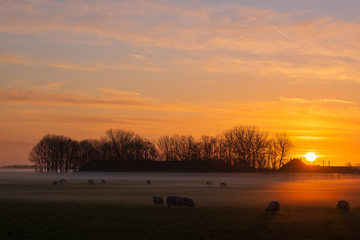 Schafe auf der Weide bei Sonnenuntergang und Bodennebel