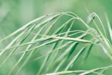 Spring grass close-up with soft focus. Spring abstract composition. 