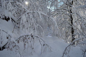 Trees covered with hoarfrost and snow in mountains