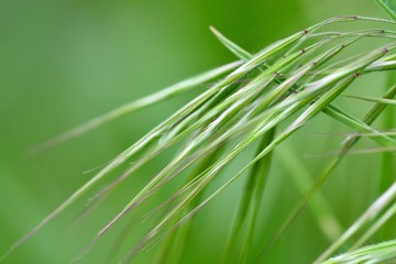 Spring grass close-up with soft focus. Spring abstract composition. 