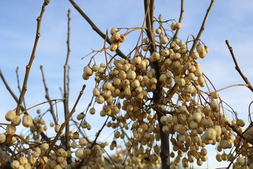 frutos amarillos en árbol