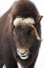 Muskox (Ovibos moschatus) isolated on white background standing in the winter snow in Canada