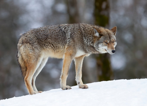 A lone coyote Canis latrans standing and hunting in the winter snow in Canada
