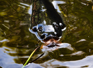 carp coming out th green water