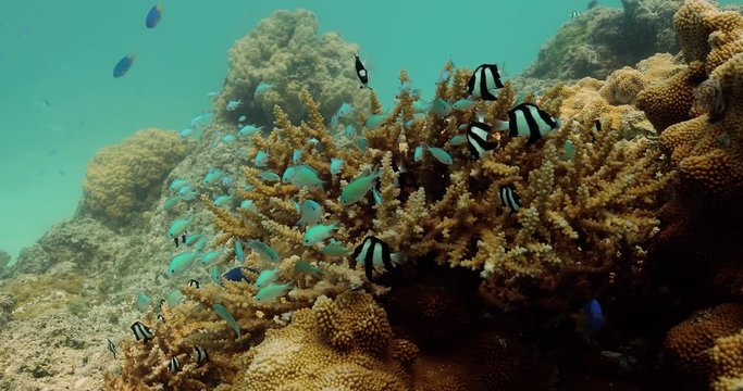 Humbug Dascyllus and Blue Green Chromis near coral reef in the Pacific Ocean. Underwater life with beautiful tropical blue fish. Diving in the clear water.