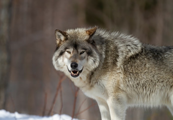 Naklejka na ściany i meble A lone Timber Wolf or Grey Wolf Canis lupus walking in the winter snow in Canada