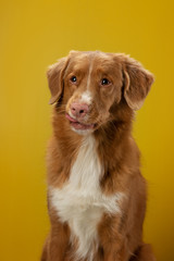 funny dog licks on a yellow background. Happy and funny Nova Scotia Duck Tolling Retriever