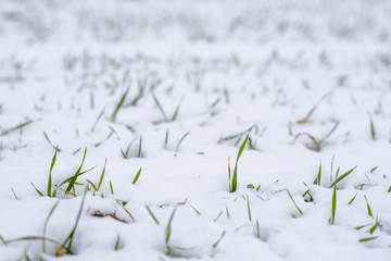 Wheat field covered with snow in winter season. Winter wheat. Green grass, lawn under the snow. Harvest in the cold. Growing grain crops for bread. Agriculture process with a crop cultures.