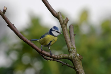 blaumeise sitzt auf einem kahlen zweig