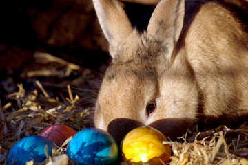 frühling, sonne, ostern