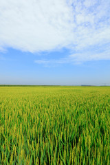 rice field