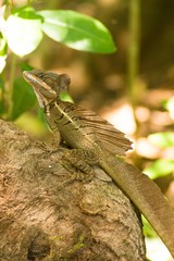 Basilisk Costa Rica