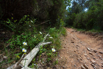 Sendero en primavera
