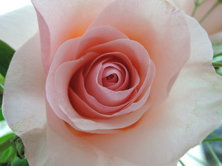 beautiful Pink rose on the white background