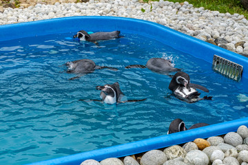 Penguins in a zoo or aquarium swimming above the lovely  fresh water black and white small fish or bird hybrids in captivity