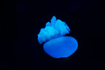 jellyfish