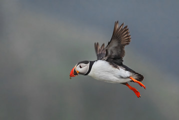 Atlantic Puffin - Fratercula arctica, beautiful colorful sea bird fishing in Atlantic ocean, Runde island, Norway