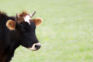 Head of a cow on a green background. The concept of farming and livestock.
