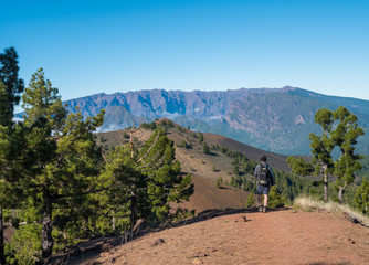 Volcanic landscape with lush green pine trees, colorful volcanoes and lava rock field along path Ruta de los Volcanes, hiking trail at La Palma island, Canary Islands, Spain, Blue sky background © Kristyna