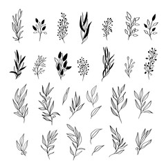 Herbal botanical leaves - sketch drawn vector.