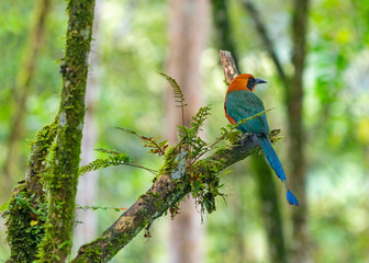 A rufous motmot (Baryphthengus martii) on a branch in the cloud forest of Mindo near Quito, Ecuador.