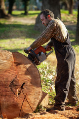 Chainsaw in move cutting wood. Man cut with petrol motor saw. Working on cutting lumber.
