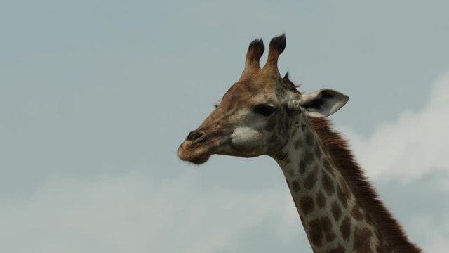 Baby African Giraffe