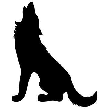 black silhouette of wild animal howling wolf sitting with fluffy shaggy tail