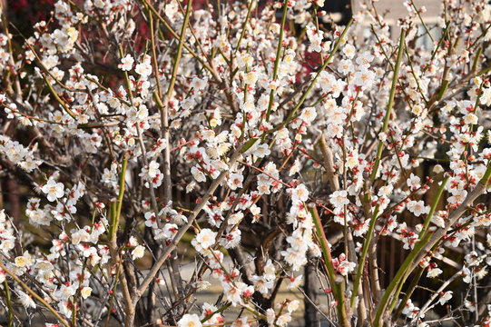 Plum Blossoms at okamoto park