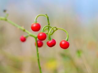 Bunch of ripe Solanum trilobatum fruit.(Ma-Waeng-Krua) Thai herb.