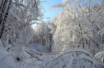 Trees covered with hoarfrost and snow in mountains