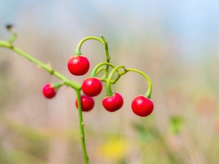 Bunch of ripe Solanum trilobatum fruit.(Ma-Waeng-Krua) Thai herb.