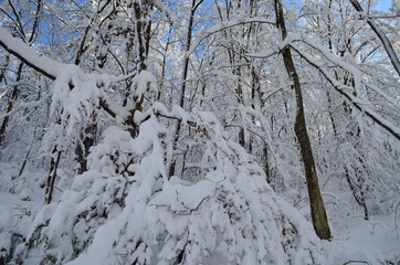 Trees covered with hoarfrost and snow in mountains