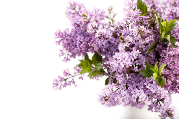 Purple lilac Syringa flowers