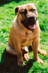 A beautiful strong dog of the Boerboel breed obediently poses for the camera. Pets.