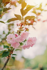 twigs of pink sakura blossoms in the sun. Soft selective focus. Spring floral texture.