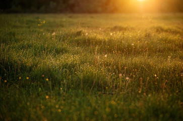 Drops of fresh morning dew on the grass glisten in the rays of the dawn sun. Natural texture.