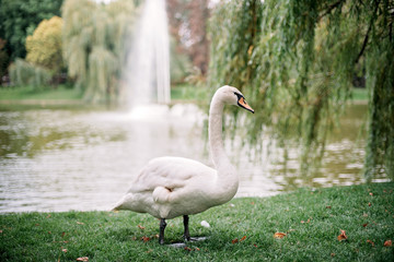 Lonely white swan gulet on the lake in summer along the green grass.