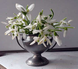 A bouquet of tender spring first snowdrops